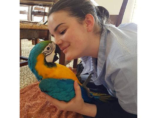 PoulaTo: Όμορφα αρσενικά και θηλυκά παπαγάλοι macaw για υιοθεσία